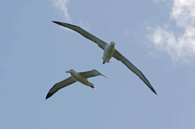 Nieuw-Zeeland 2011 - 1953